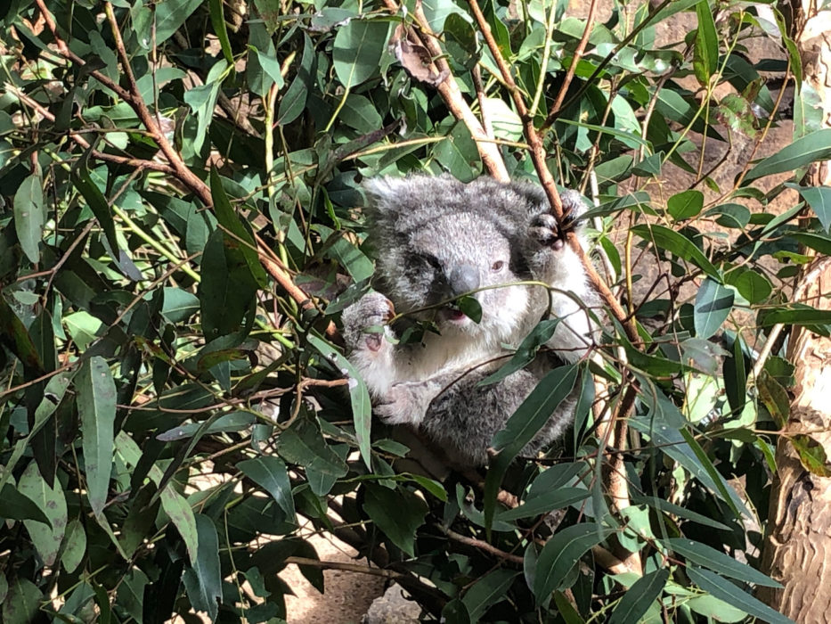 En koalaunge på djurparken Billanbong Zoo utanför Port Macquarie på Australiens östkust.