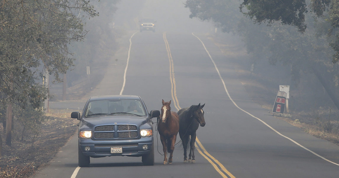 Pepe Tamaya leder hästarna Loli och Sammy bort från elden som rasar i Napa i Kalifornien i oktober 2017.