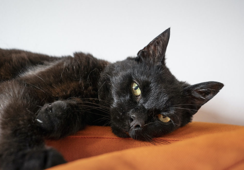 Har du katt? Då vill regeringen, enligt ett förslag, att du registrerar och märker den i ett nytt kattregister från 2023.