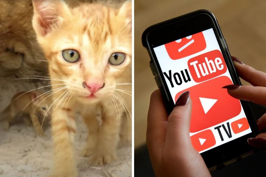 Youtube värderar vinster högre än etiska principer om värdig behandling av djur, enligt djurskyddsorganisationen Lady Freethinker.