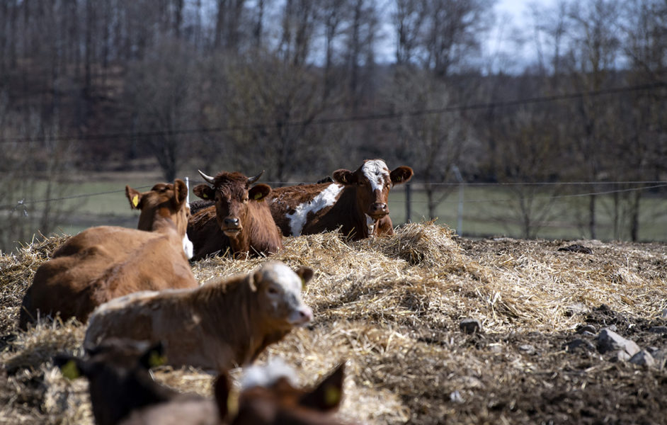 Utsläppen av biogent metan från idisslande kor går att minska, enligt en ny rapport.