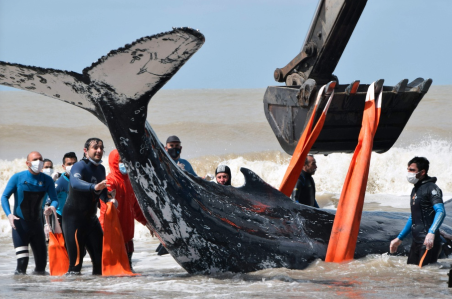 En av de två strandade knölvalarna som man lyckades rädda i Argentina.