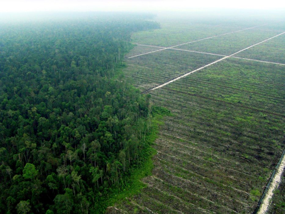 Foto taget av Greenpeace paramotorflygare på Sumatra i Indonesien 2007 under ett tidigare projekt i syfte att dokumentera skogs- och torvbränder.