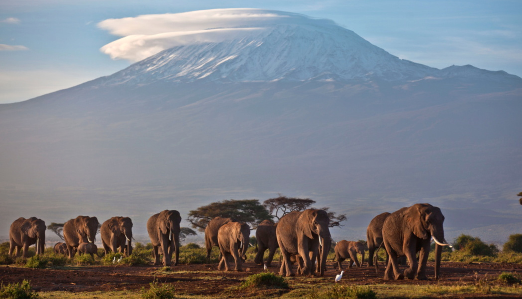 Arkivbild på elefanter fotograferade med Kilimanjaro i bakgrunden.