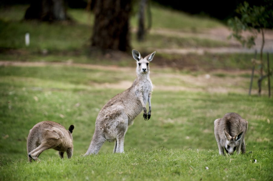 Kängurudjur i Canberra.