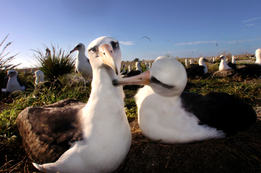 Två albatrosser av arten laysan, som likt den svartbrynade arten också lever monogamt.