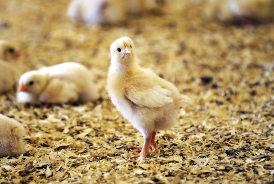 WWF varnar konsumenter för svenskt kycklingkött utifrån djurvälfärds- och klimatkriterier.
