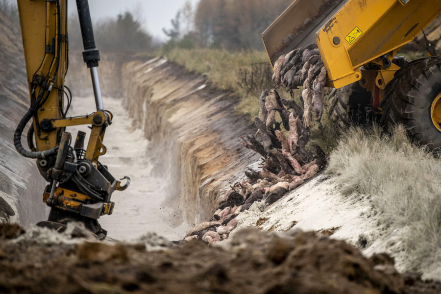 Runt 15–17 miljoner minkar avlivades i Danmark och grävdes ner.