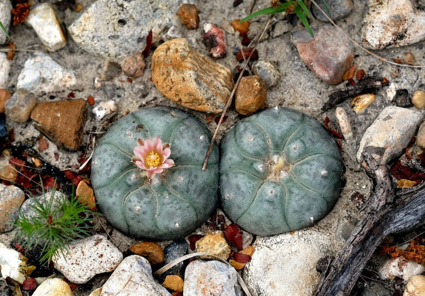 Kaktusen peyote innehåller meskalin som har en psykedelisk effekt.