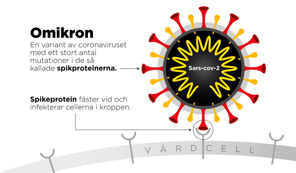 Omikron är en variant av coronaviruset med ett stort antal mutationer i de så kallade spikproteinerna.
