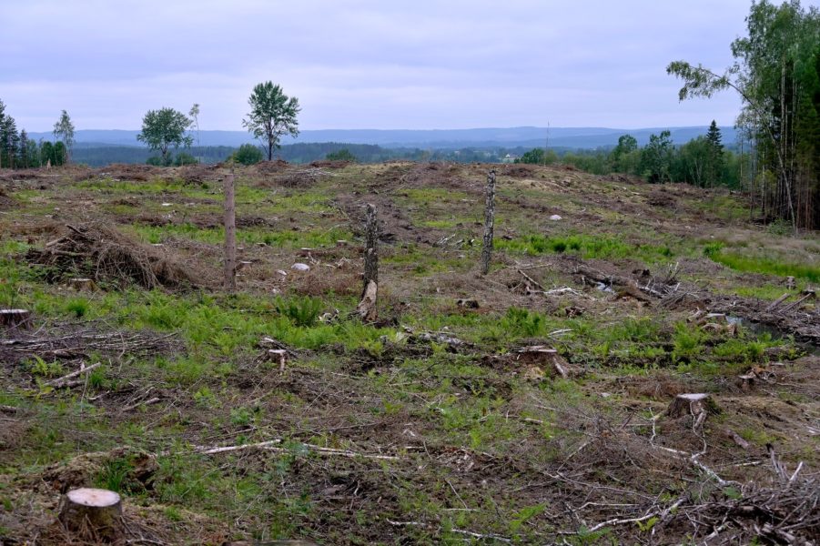 Pengar som skulle gått till att köpa loss skyddsvärd skog blir inte av i och med att regeringens budget inte gick igenom.