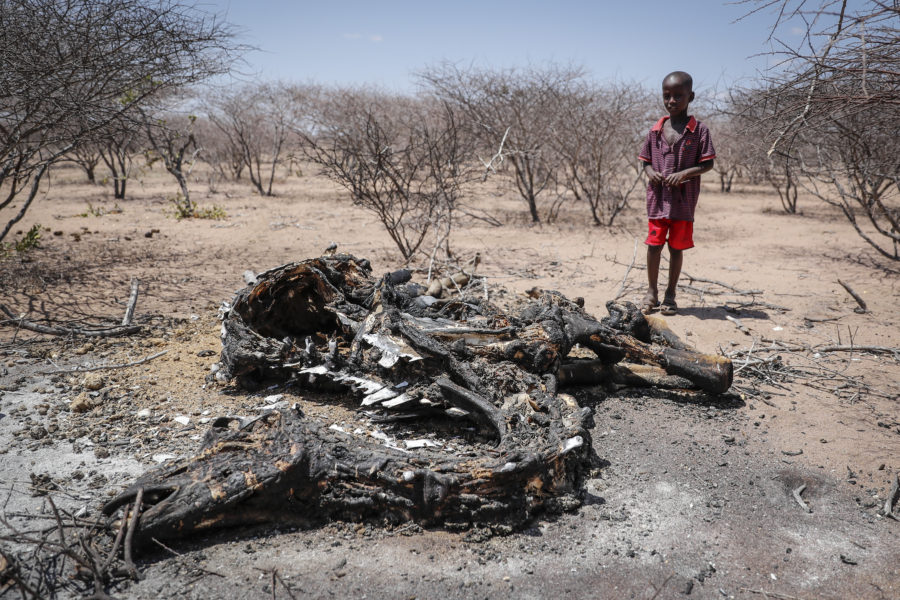 En pojke i kenyanska Wajir betraktar kadavret av en kamel som svultit ihjäl.