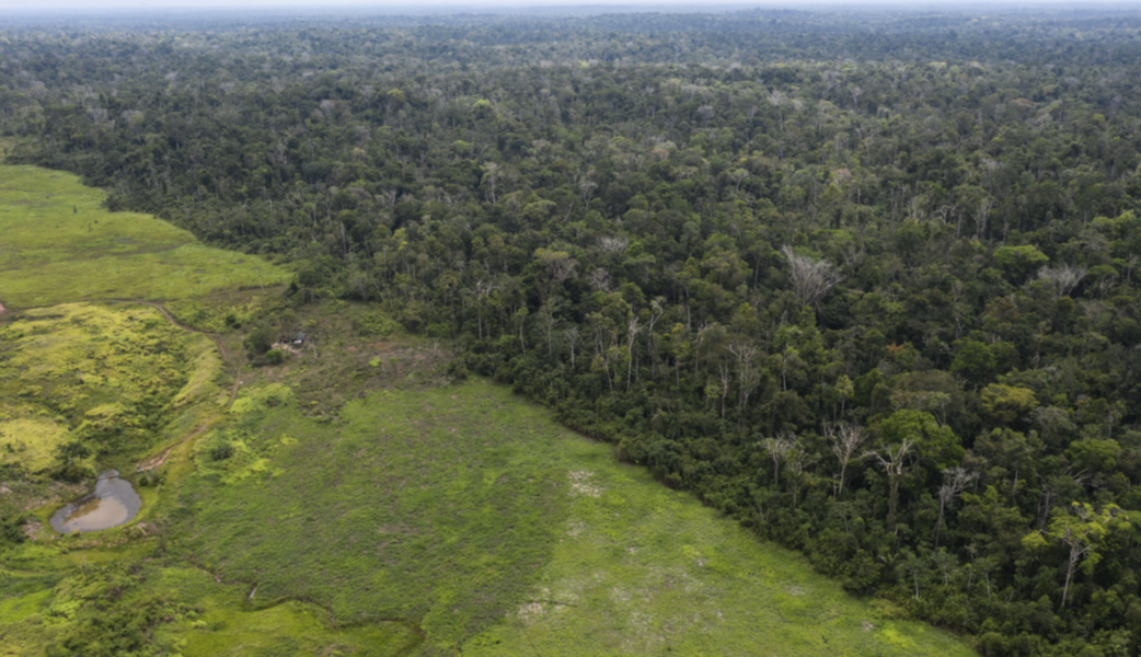 Avskogningen av Amazonas regnskog är omfattande.