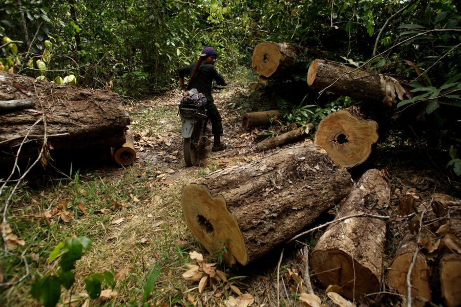 Över hundra länder förband sig under Cop26 att arbeta för att stoppa skövlingen av skog.
