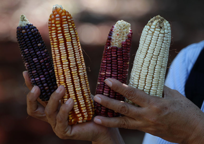 Fyra sorters majs odlade i Mexico, där högstas domstolen har fastslagit att genmodifierad majs inte ska tillåtas i landet.