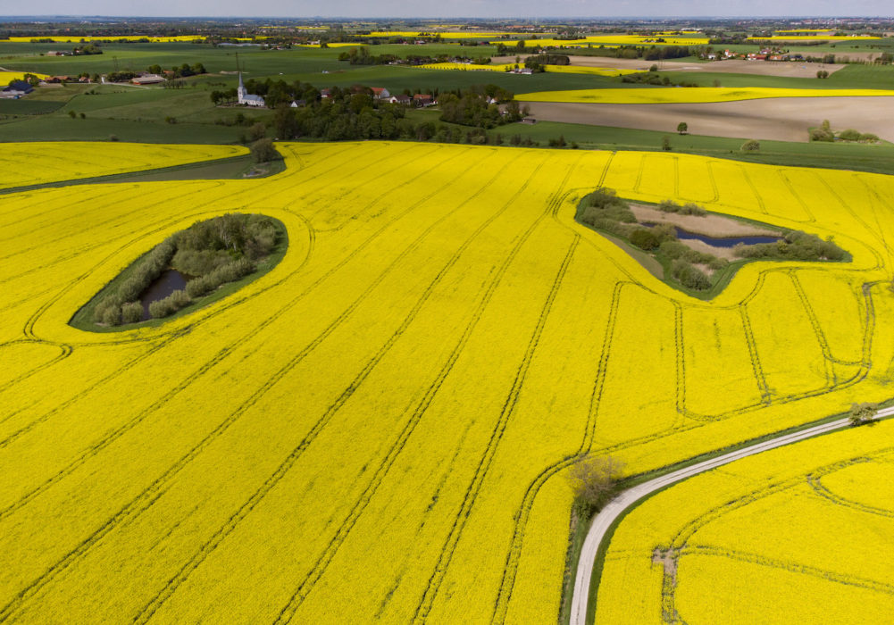 Rapsfält i full blom i Skåne.