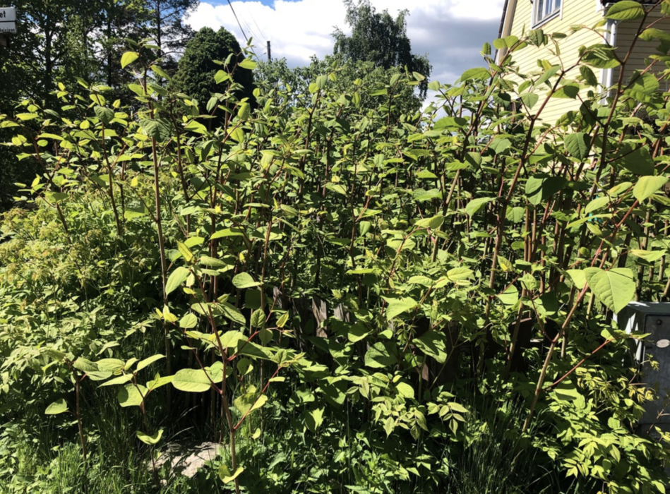 I Mörbylånga på Öland har vägsalt använts mot parkslide, men nu har försöket avbrutits.