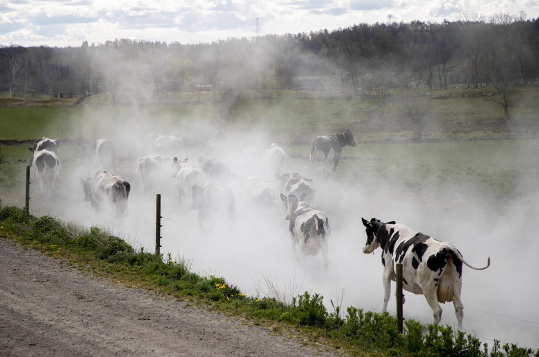 Dimridåer? Konsumentombudsmannen stämmer Arla för missvisande klimatreklam.