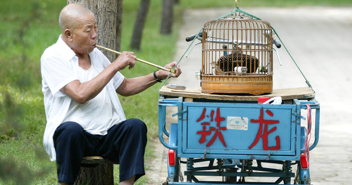 En kanariefågel i bur väntar medan mannen som har tagit ut den på promenad i en park i Peking tänder sin pipa.
