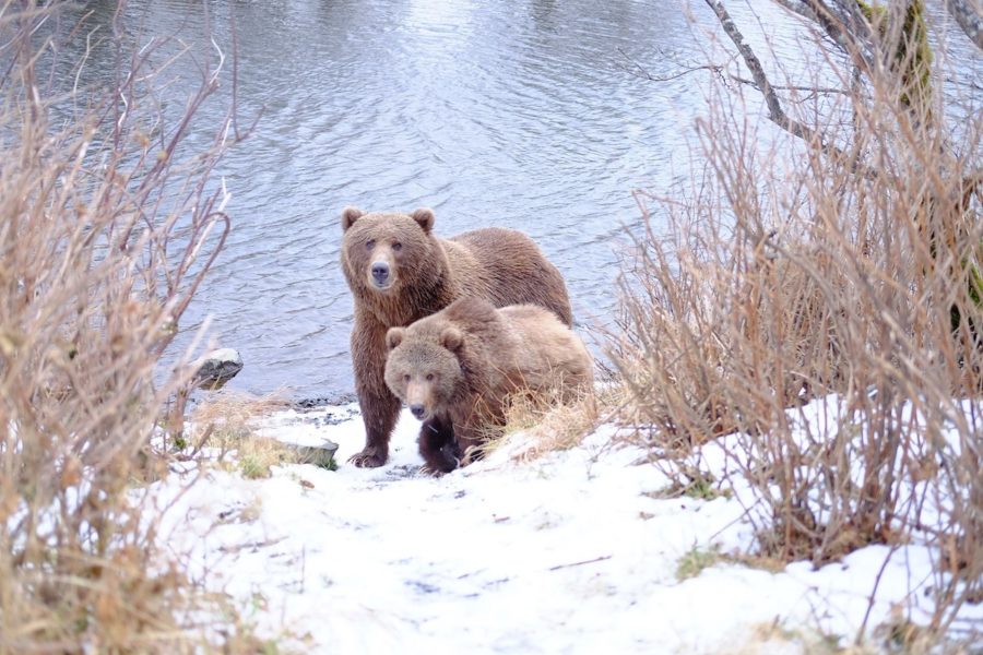 Kodiak i Alaska hade 19 grader varmt på annandag jul.