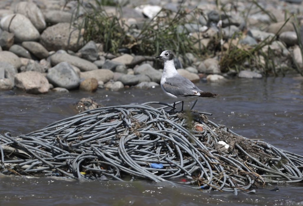 Kustlevande arter har visat sig kunna "lifta" med plastskräp och hitta ett nytt habitat ute till havs – på skräpet.