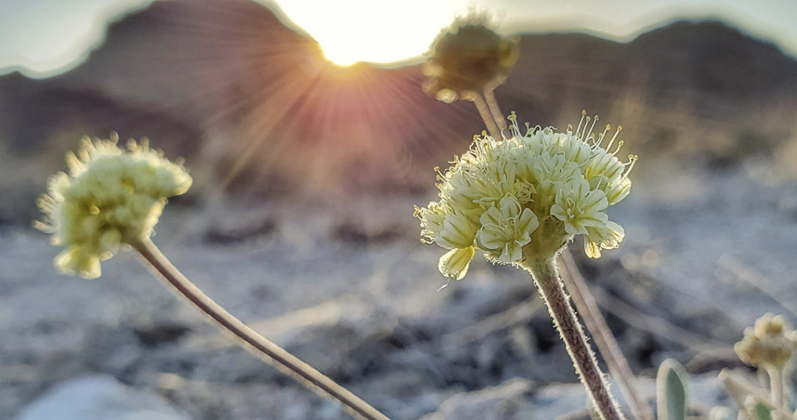 I en öken i Nevada där ett gruvbolag vill utvinna litium, som är en viktig omställningsmetall, växer de här mycket sällsynta gula boveteblommorna.