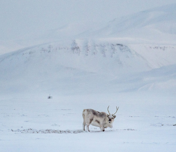 Arktis är ett av de områden i världen som drabbas hårdast av klimatförändringarna.