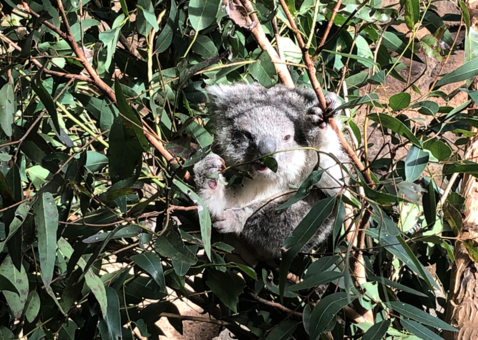 En koalaunge på djurparken Billanbong Zoo utanför Port Macquarie på Australiens östkust.