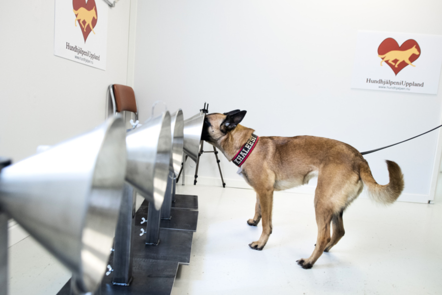 Coronahund: hund som skaffats som husdjur under coronapandemin.
