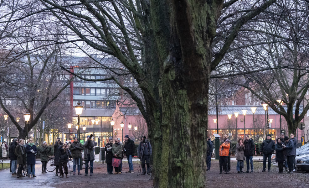 En ny studie från Göteborgs universitet kan visa att träd renar luften i städerna.