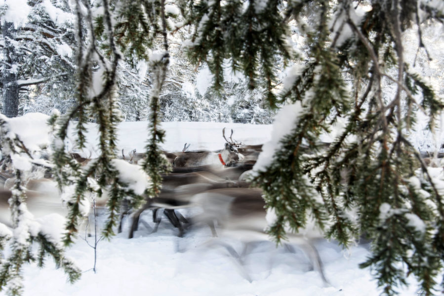 Renskötare i Lappland försöker lokalisera tusentals renar som har gett sig av för att leta efter föda.
