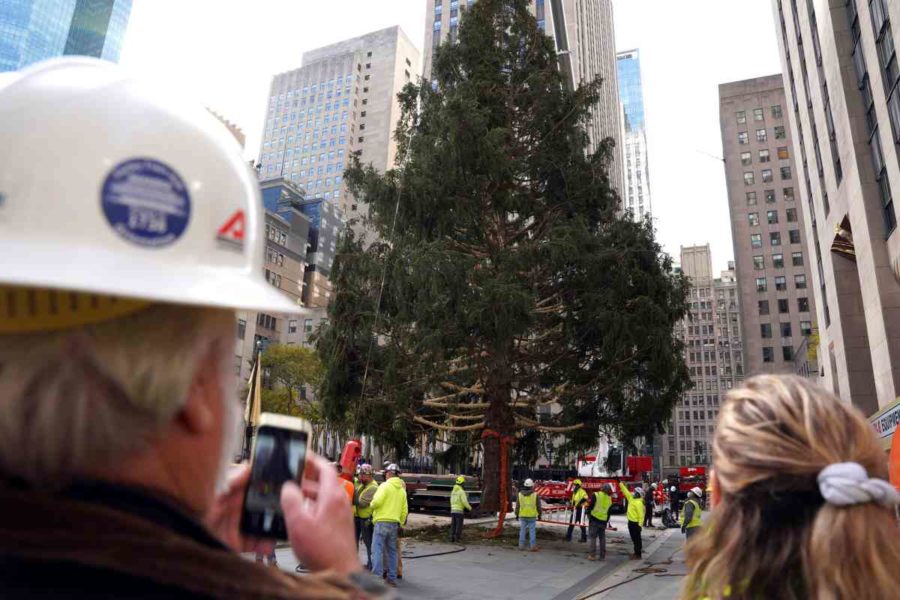 Den här 26 meter höga granen har huggits ned för att bli årets julgran utanför Rockefeller center i New York.