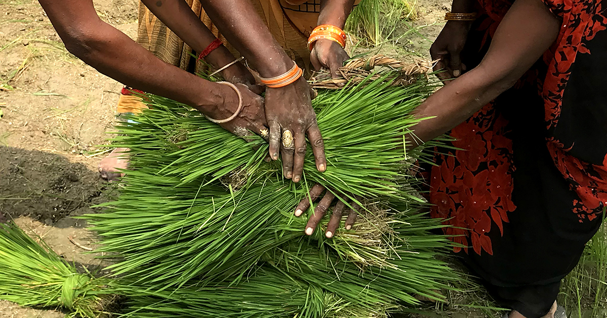 I Indien tvingas kvinnliga jordbrukare använda GMO-grödor, i Paraguay odlar lantarbetarna soja i moln av bekämpningsmedel.