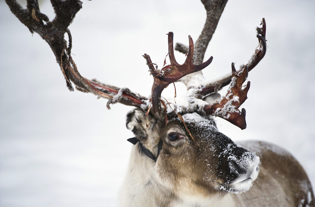 Det har varit en tuff vinter för många renar.