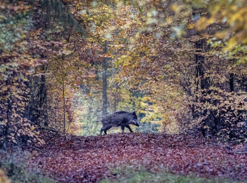 Vildsvin i en av Tysklands skogar.
