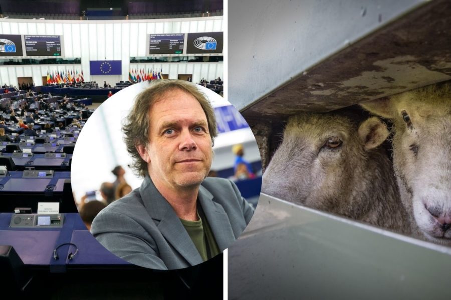 EU-parlamentarikern Pär Holmgren (MP) tycker att det är beklagligt att förslaget om skärpta maxtider för djurtransporter inte fick gehör i EU-parlamentet under dagens omröstning.