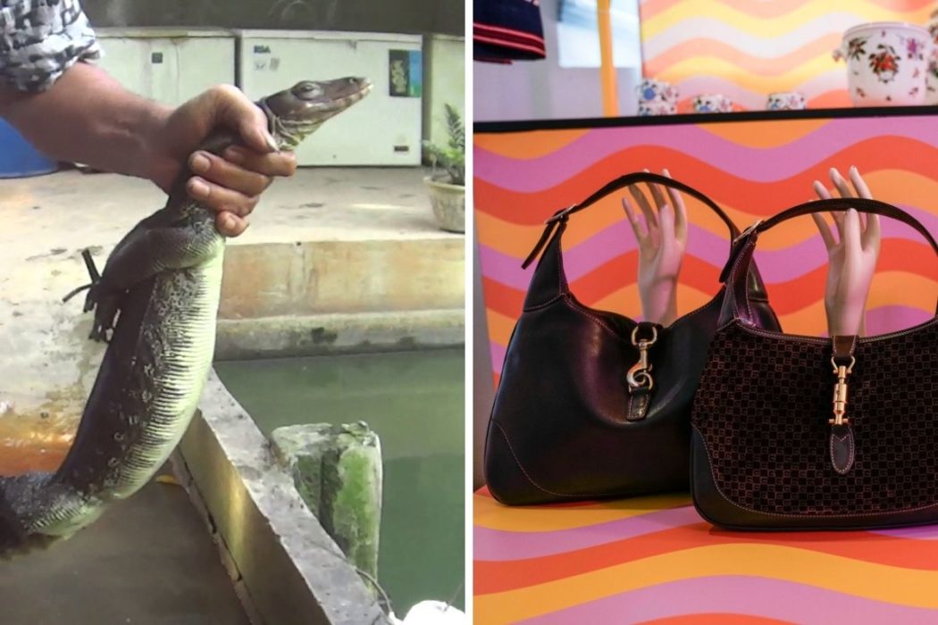 Vilda djur, däribland ödlor, dödas brutalt för sitt skinn för att bli produkter åt lyxmärket Gucci, enligt en undersökning som djurrättsorganisationen PETA gjort.