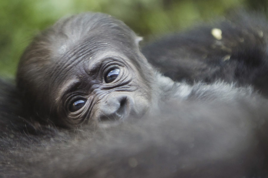 En liten låglandsgorilla – dock inte den som nyss har fötts i Virunga.