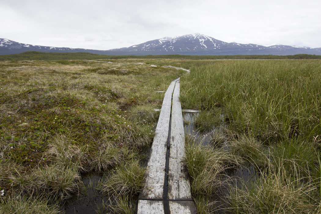 Myrmarkerna i Stordalens naturreservat strax söder om Abisko.