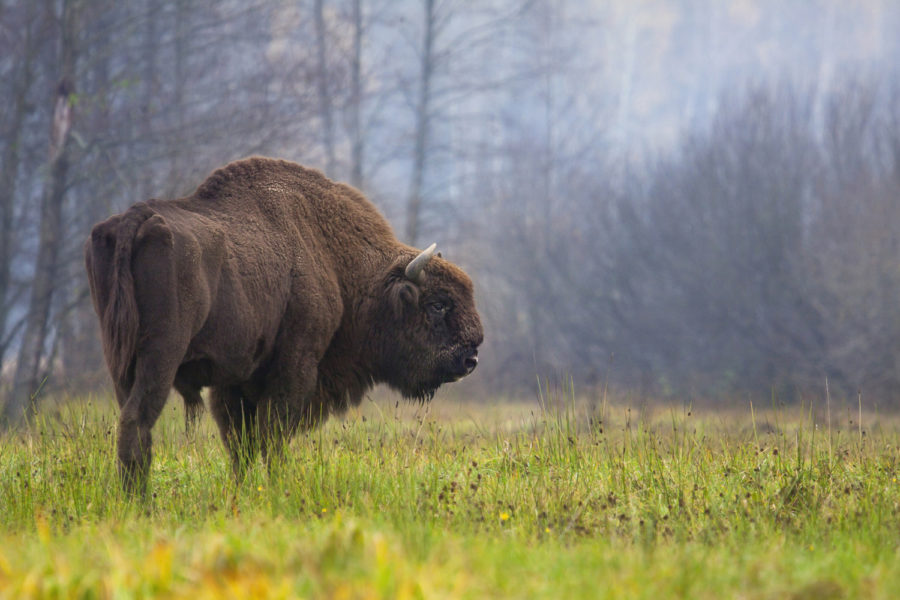 En bison betar i Białowieża-skogen, som är klassad som världsarv av Unesco.