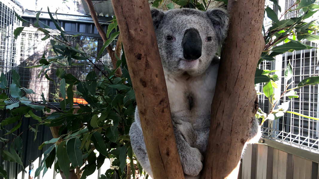 Koalan riskerar att försvinna från Australiens östkust.