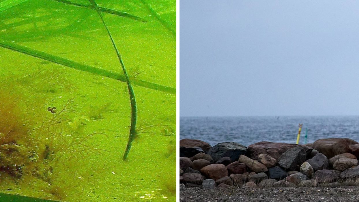Malmö kommun vill bygga en halvö genom att torrlägga 26 hektar av Öresund.