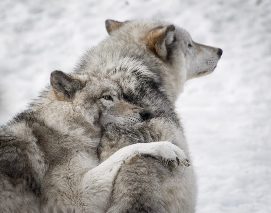 Foto: Yannick Menard/Unsplash.