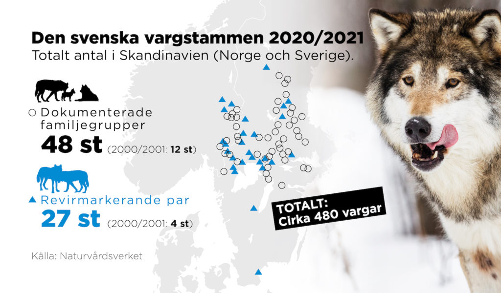 Den skandinaviska vargstammen, som utgörs av populationen i Sverige och Norge.