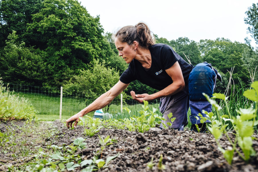 Klara Hansson, Sveriges första kommunalt anställda stadsbonde, har byggt en modellodling utifrån odlingssystemet market gardening – här krävs inga stora maskiner utan den mänskliga kroppen ska klara av arbetet.