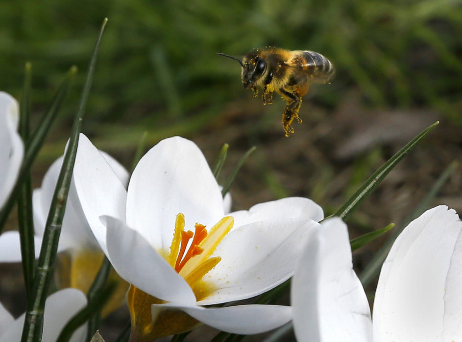 Ett bi hovrar över en blomma i en park i Westminster i London.