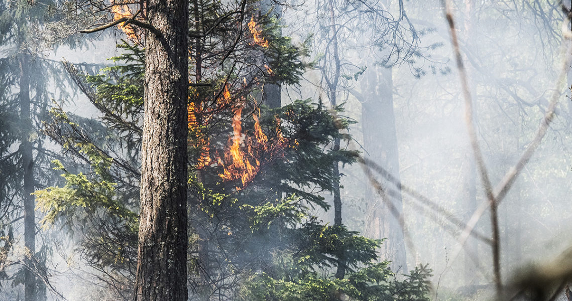 Maj 2019, skogen brinner i södra Stockholm – mer torka, översvämningar och stormar i hela världen visar att klimatet är i olag.