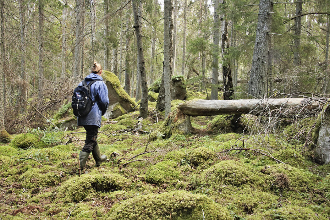I Upplands unika kalkrika skogar finns många arter som behöver skogens unika förutsättningar för att leva
