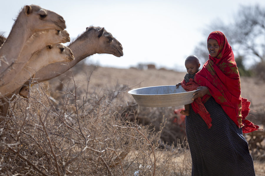Hafsa Bedel har förlorat många djur till följd av torkan, och har inte längre tillräckligt med mat till sina sex barn.