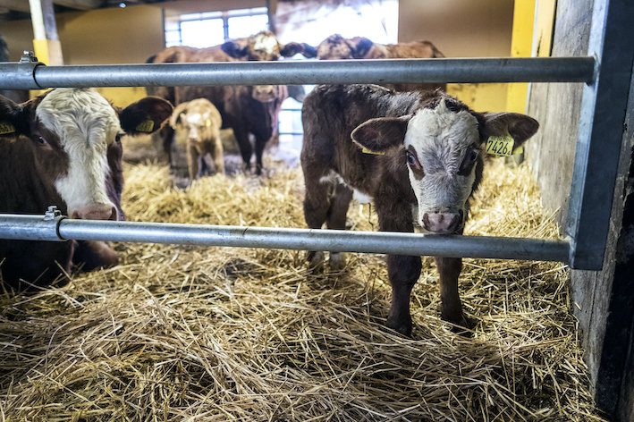 Länsstyrelsen Gotland har maskat uppgifter om vilka djurskyddsbrister som upptäcks vid myndigheternas djurskyddskontroller hos en köttproducent, med hänvisning till offentlighets- och sekretesslagen.
